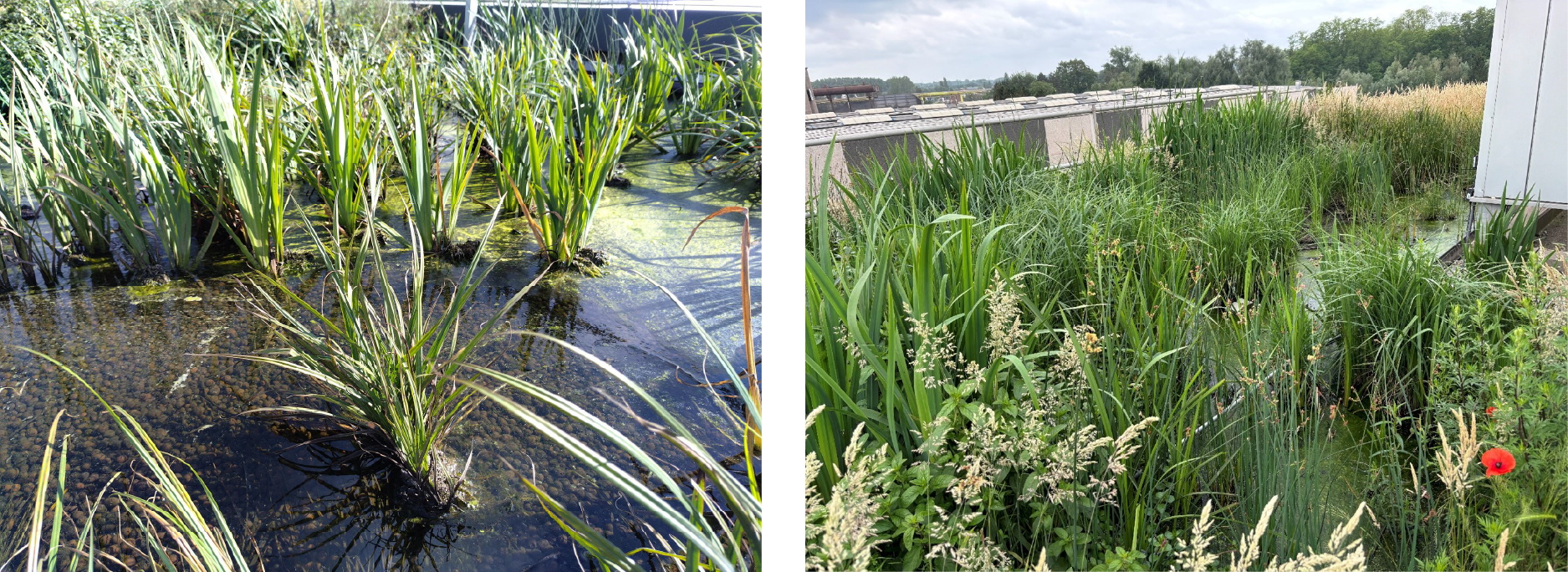 Oeverplantendak op kantoorgebouw in Kruibeke