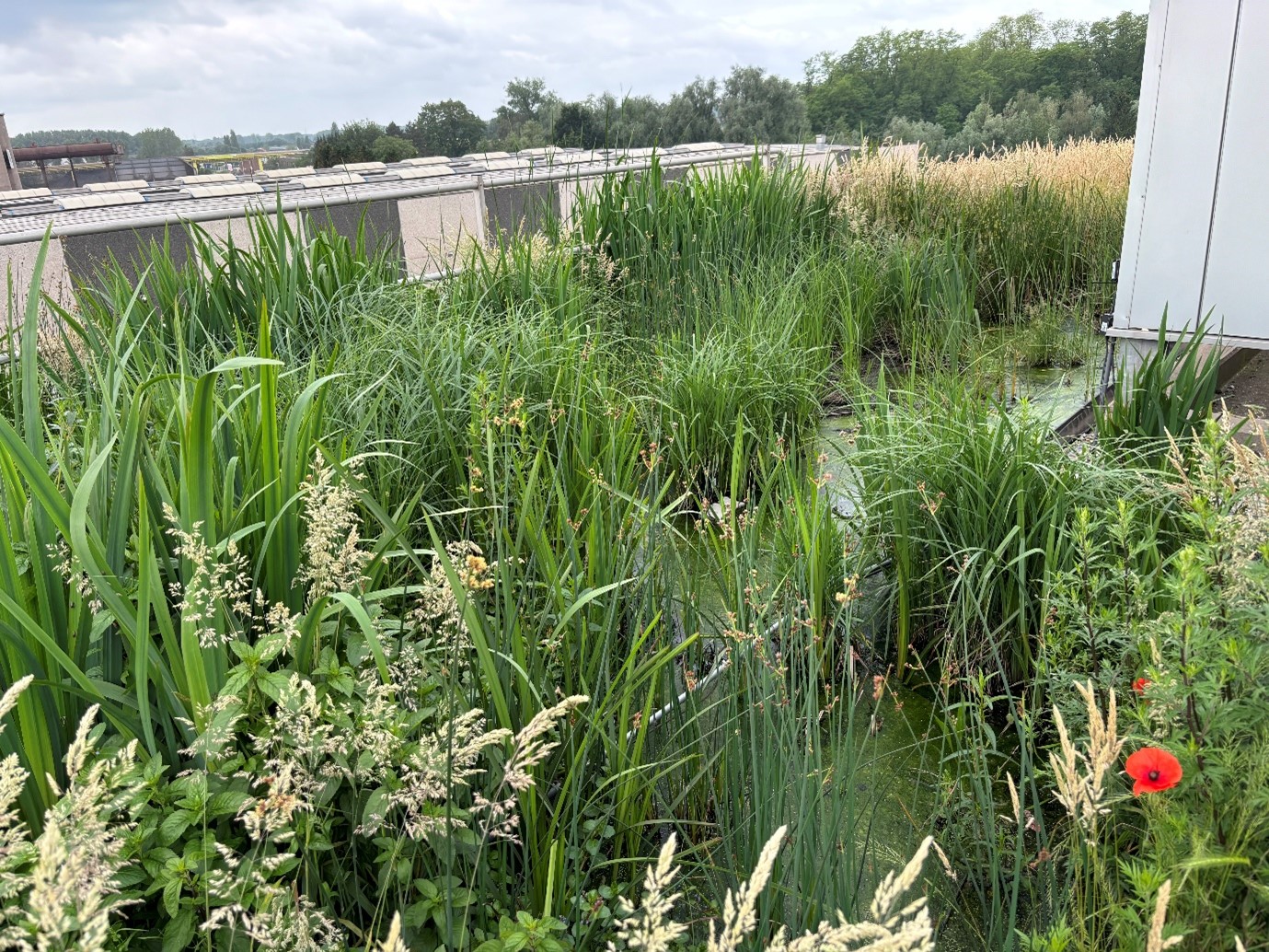 H2pOwer overplantendak bij Argex in Kruibeke